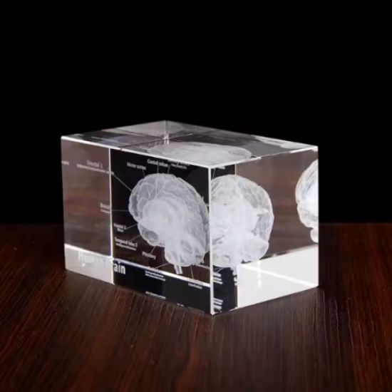 3D Kristal İnsan Beyni Modeli resmi