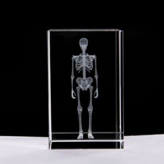 3D Kristal İnsan İskeleti Modeli resmi