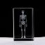 3D Kristal İnsan İskeleti Modeli resmi
