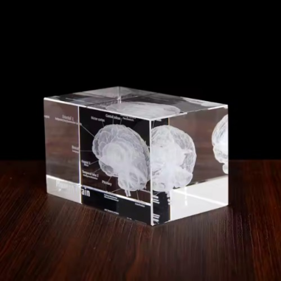 3D Kristal İnsan Beyni Modeli resmi