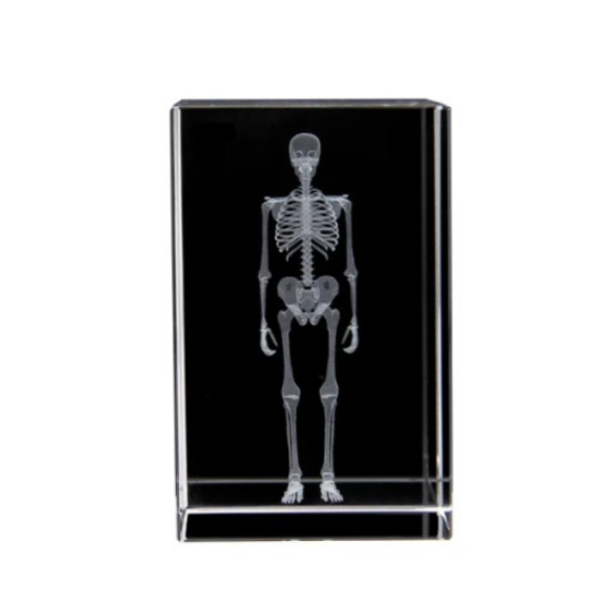 3D Kristal İnsan İskeleti Modeli resmi