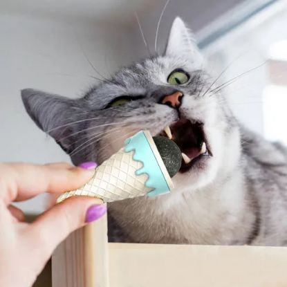 Dondurma Şeklinde Kedi Otu Nanesi resmi