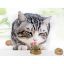 Kedi Otu Oyun Topu Cat Mint resmi