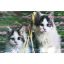 5D Elmas Boyama Kedi Tablosu resmi
