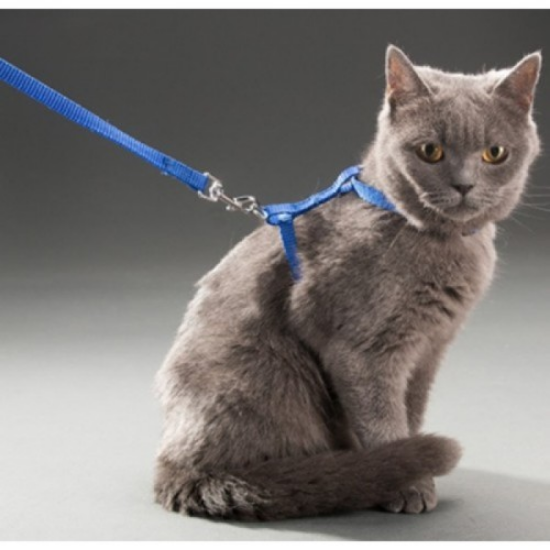 Kedi Boyun ve Göğüs Tasması resmi