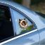 Fulcar Siamesse Araç Stickerı resmi