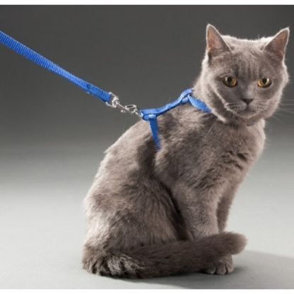 Kedi Boyun ve Göğüs Tasması resmi