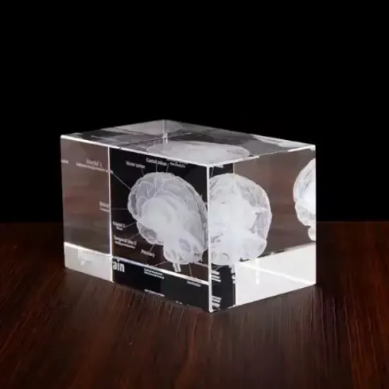 3D Kristal İnsan Beyni Modeli resmi
