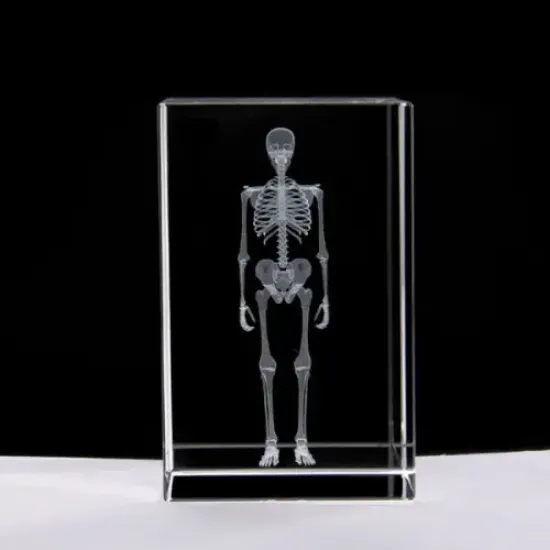 3D Kristal İnsan İskeleti Modeli resmi