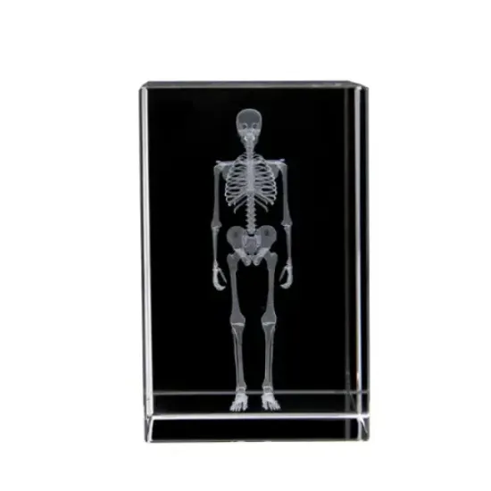3D Kristal İnsan İskeleti Modeli resmi